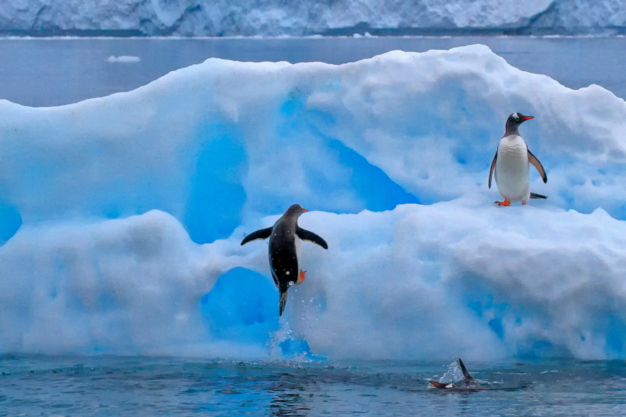 spielende Eselspinguine